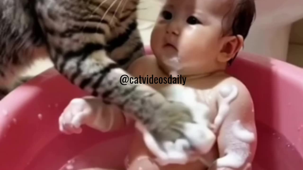 Funny Cat Moments