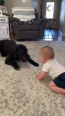 Cámaras de seguridad graban al perro acercándose a la boca del bebé antes de que llegue su mamá