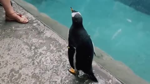 penguin escapee ! penguin jumping outside the water