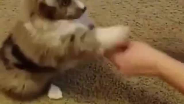 Aww Dogs and Cats Soo Cute Cut Baby Animals video