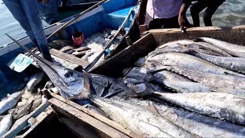 Big Fish Catching || Amazing GholFish || Deep sea in Gujarat fishing Boat ||-5