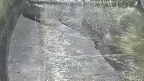 animals chassing