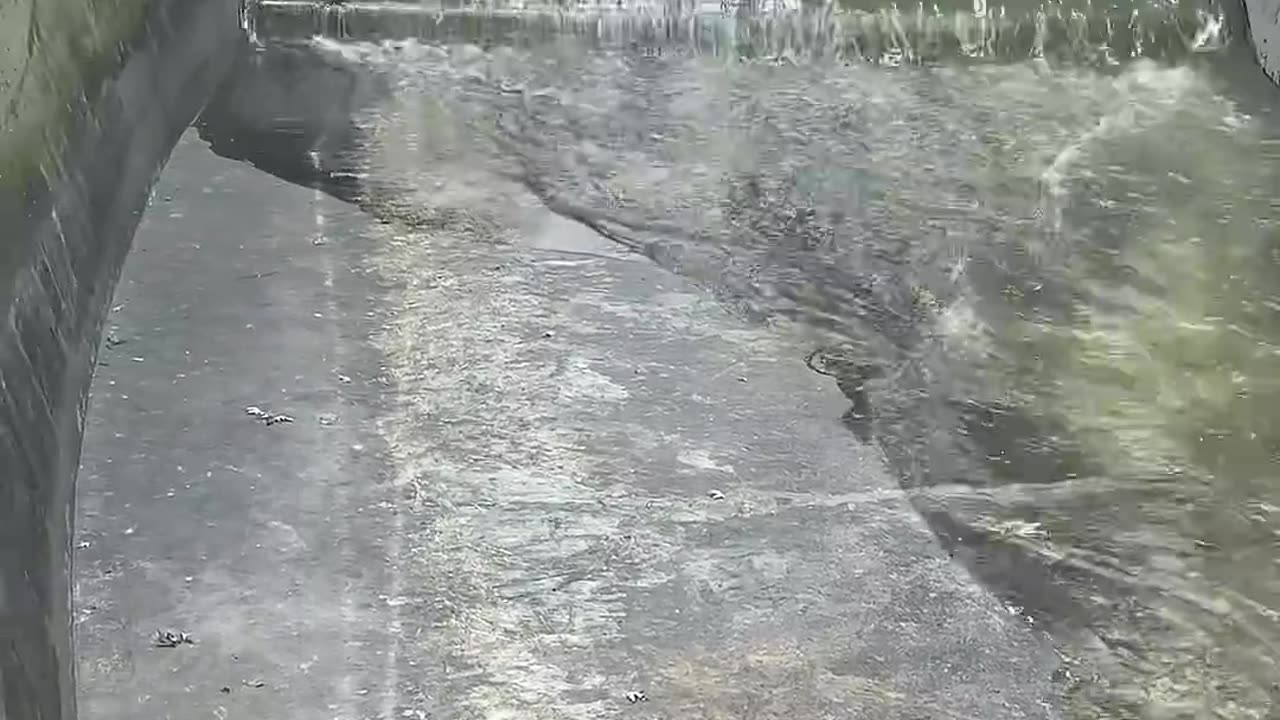 animals chassing