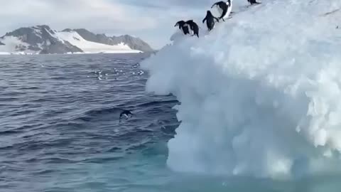 🐧 penguin