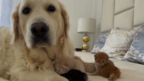 Tiny Kittens Think a Golden Retriever is Their Mother