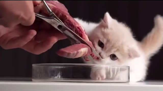 Cat tries to eat a Cow...