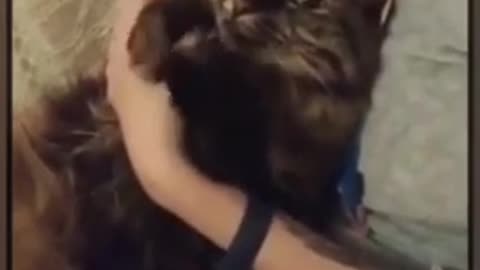 Little cute cat dancing/ little funny kitten/ pet funny animals