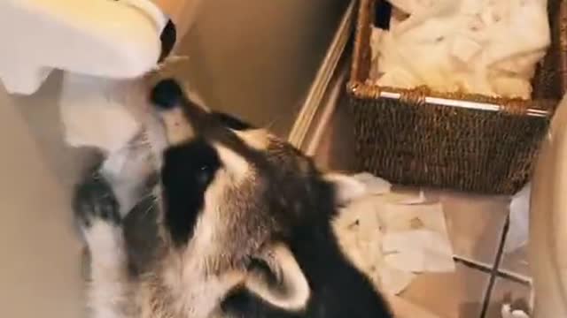 Rosy the Toilet Paper Crackcoon