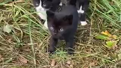 Amazing cat 🐈 trending video