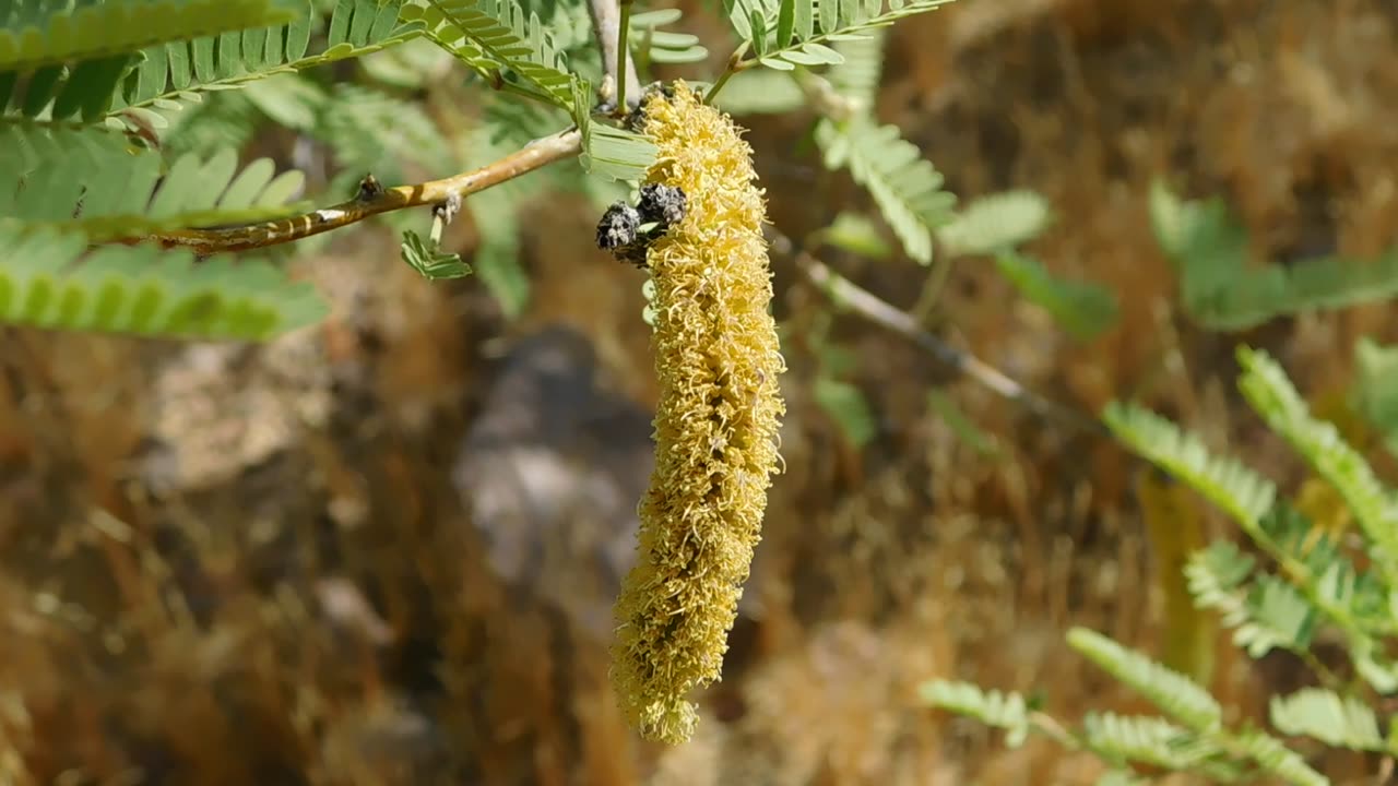 Mesquite Flower