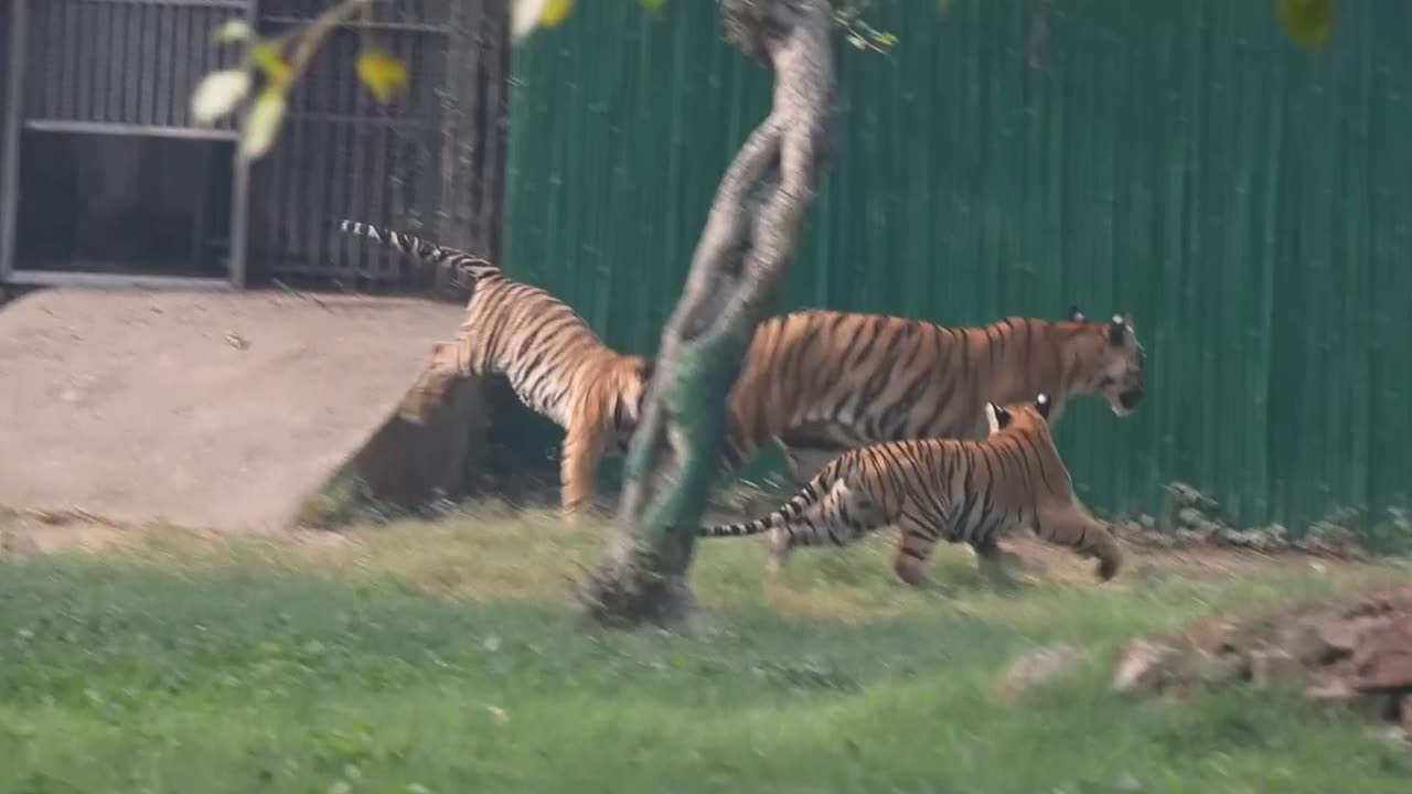 Video: Los dos primeros tigres de Bengala nacidos en cautiverio en 18 años