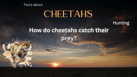 Cheetah Fact 6 - How do cheetahs catch their prey?