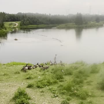 Collection of geese on lake of Edmonton