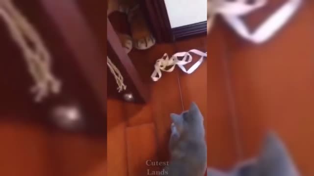 cute pets