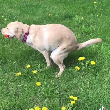 Don't be suspicious doggy!