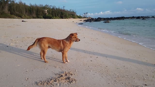 Dog afraid of swimming