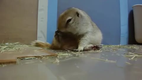 Prairie dog overeat Cucumber