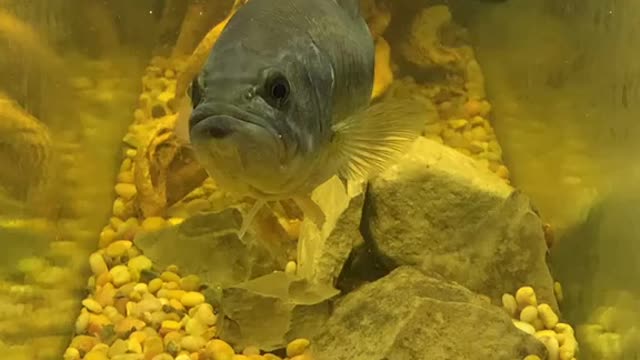 Fishing at home