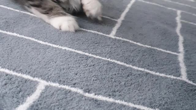 My cat, who's having a lot of fun.