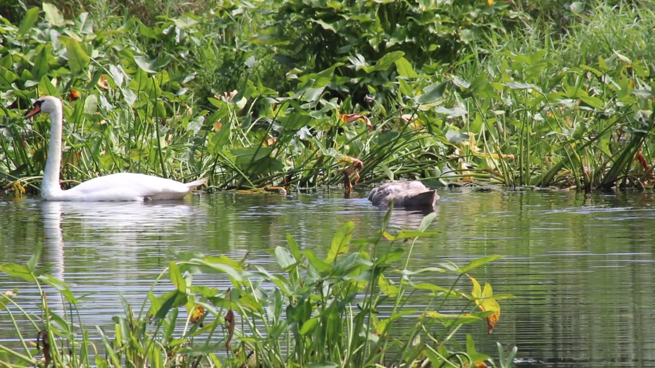 Swan Update - 1 Baby Left & They Are Getting Big