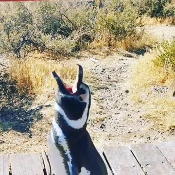 Have you heard the penguin song before?