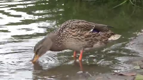 Ducks - interesting Facts