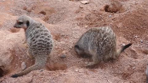 Mangoose playing, cute animals 🥰