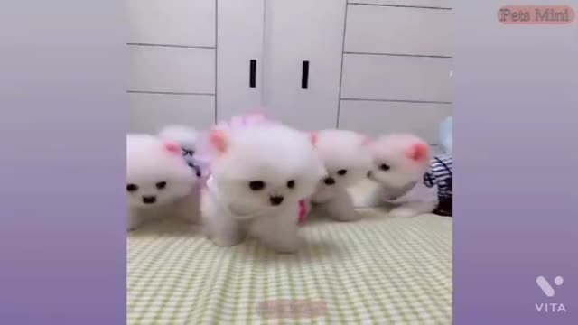 All day play with cats and dogs