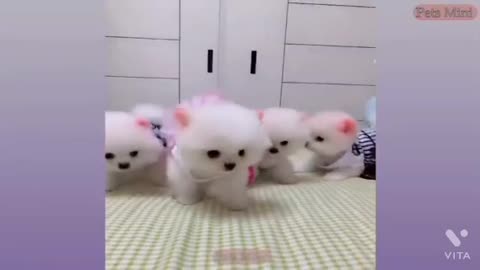 All day play with cats and dogs