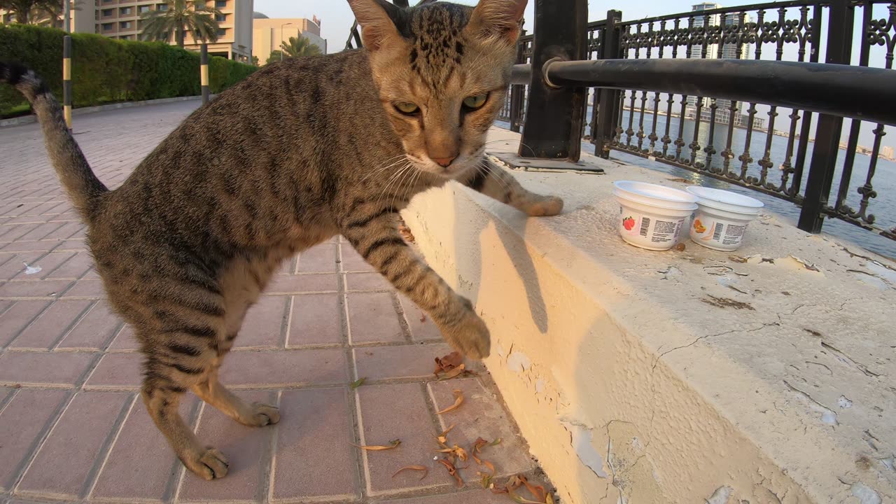 MICHAEL JACKSON & ED SHEERAN - Homeless cats in Ras Al Khaimah, UAE #cat #EdSheeran #MichaelJackson