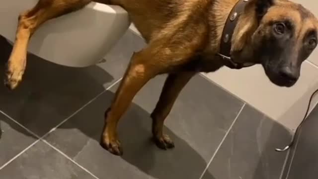 Some privacy time please 🐶🐶....
