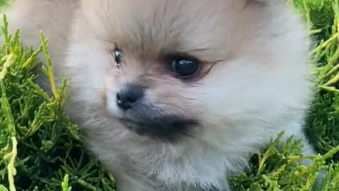 Cute pup enjoying outdoor greenery