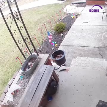 Adorable Pets ❤️: Their Funniest Moments Caught on Camera! 📸