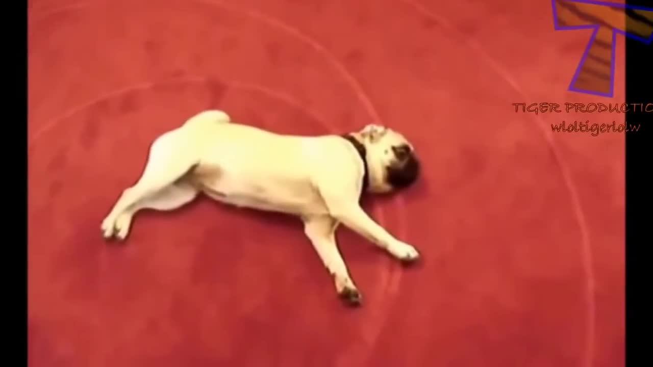 Dogs playing dead (FUNNY)