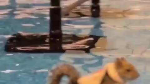 Squirrel Splash Show! - This Squirrel is a Pro at Water Acrobatics! 🐿️💦