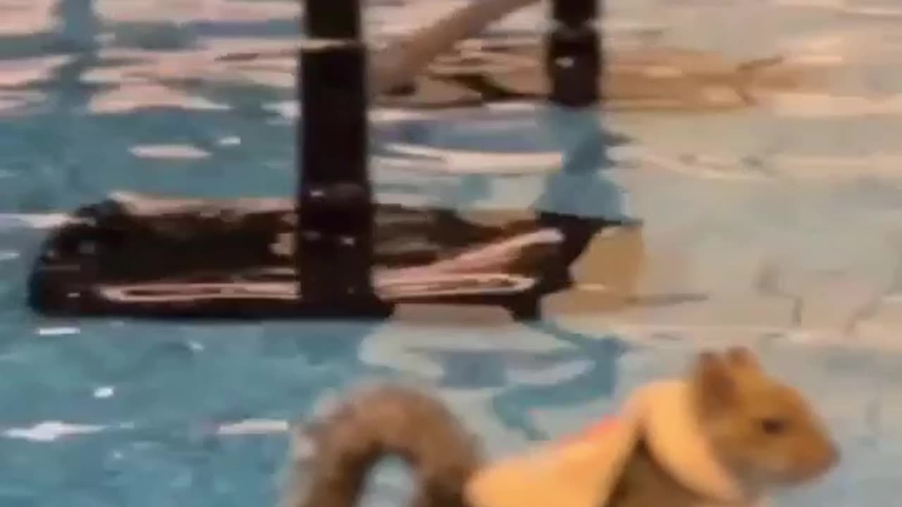 Squirrel Splash Show! - This Squirrel is a Pro at Water Acrobatics! 🐿️💦
