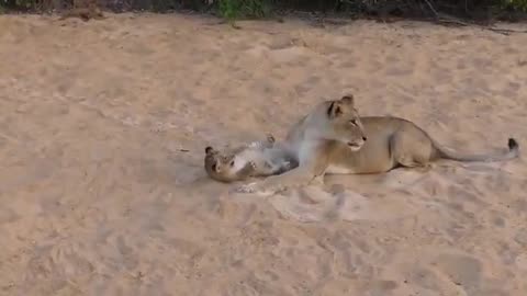 Adorable Lion Cubs Let Out Their Mighty Rumbles. Sounds Good