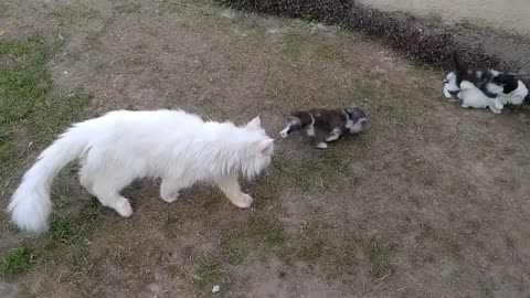 Mother Cat Walking With Her Kittens And Hitting Them To Go Inside | White Cat Protecting Her Kittens