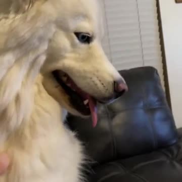 Funny Husky Reaction To Pets