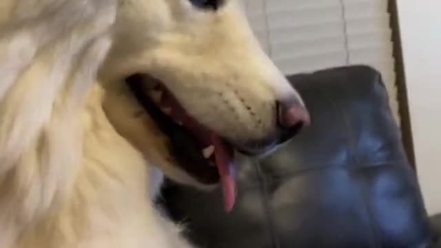 Funny Husky Reaction To Pets