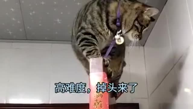 The Best Funny cat 2021 | Cat compilation | Cute Cat and Best Funny Animal.