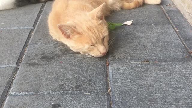cats a n d cucumbers Jan-23-2021 #shorts #funny #cute #adorable