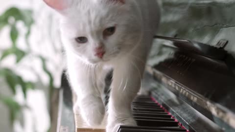 Cat walking on the piano