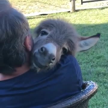 FAZENDO CARINHO NO SEU AMIGO JUMENTINHO