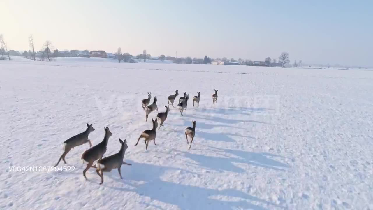 Roe deer running in the snow