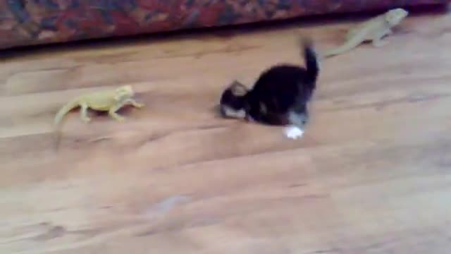 the cat saw lizards for the first time