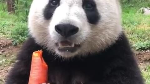 Cute panda eats carrot with beautiful sound | cute baby panda