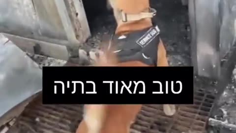 Israeli soldiers save a dog that survived the Hamas massacre on Kibbutz Be'eri.