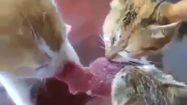 3 cats fight over a piece of meat