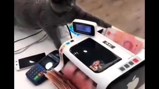 Cats funny videos